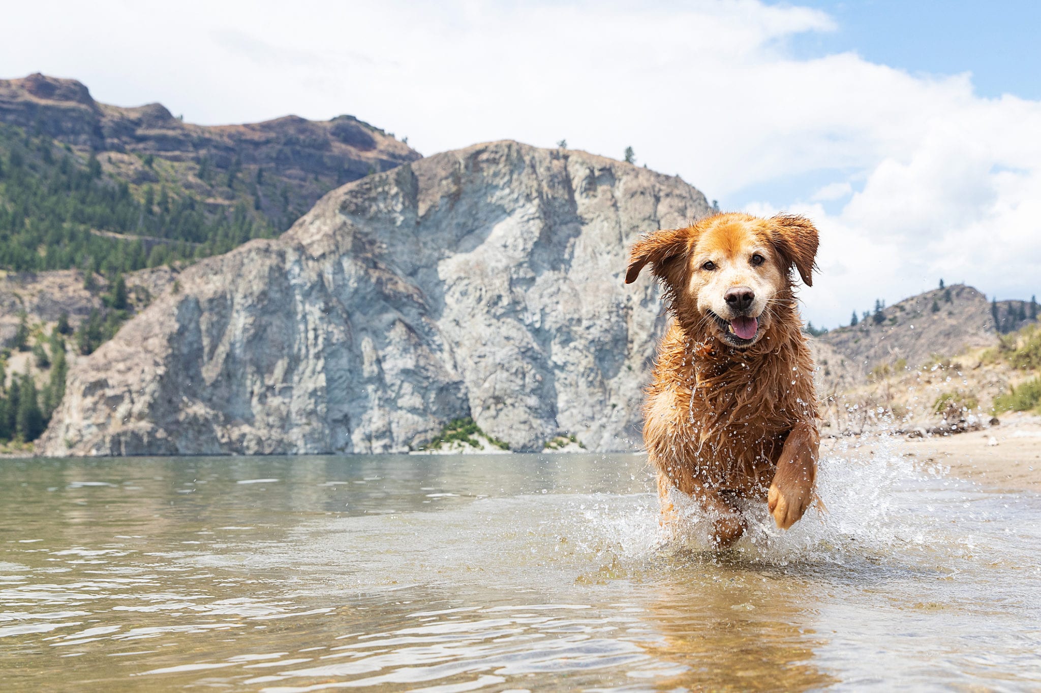 Tips for Keeping Your Senior Pet Cool in the Summer Heat